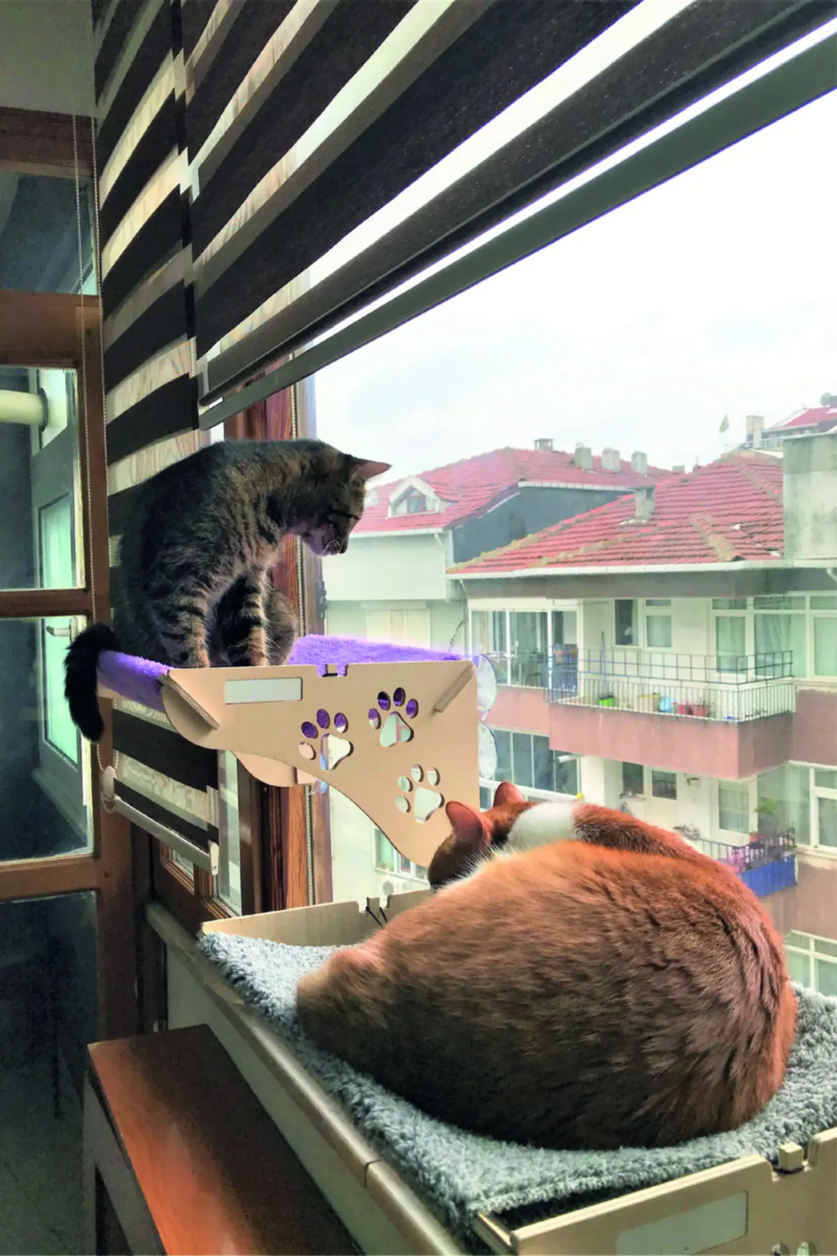 Camas colgantes para gatos, hamaca c&oacute;moda y c&aacute;lida para mascotas, asiento con montaje en ventana, cojinete de 20kg-0