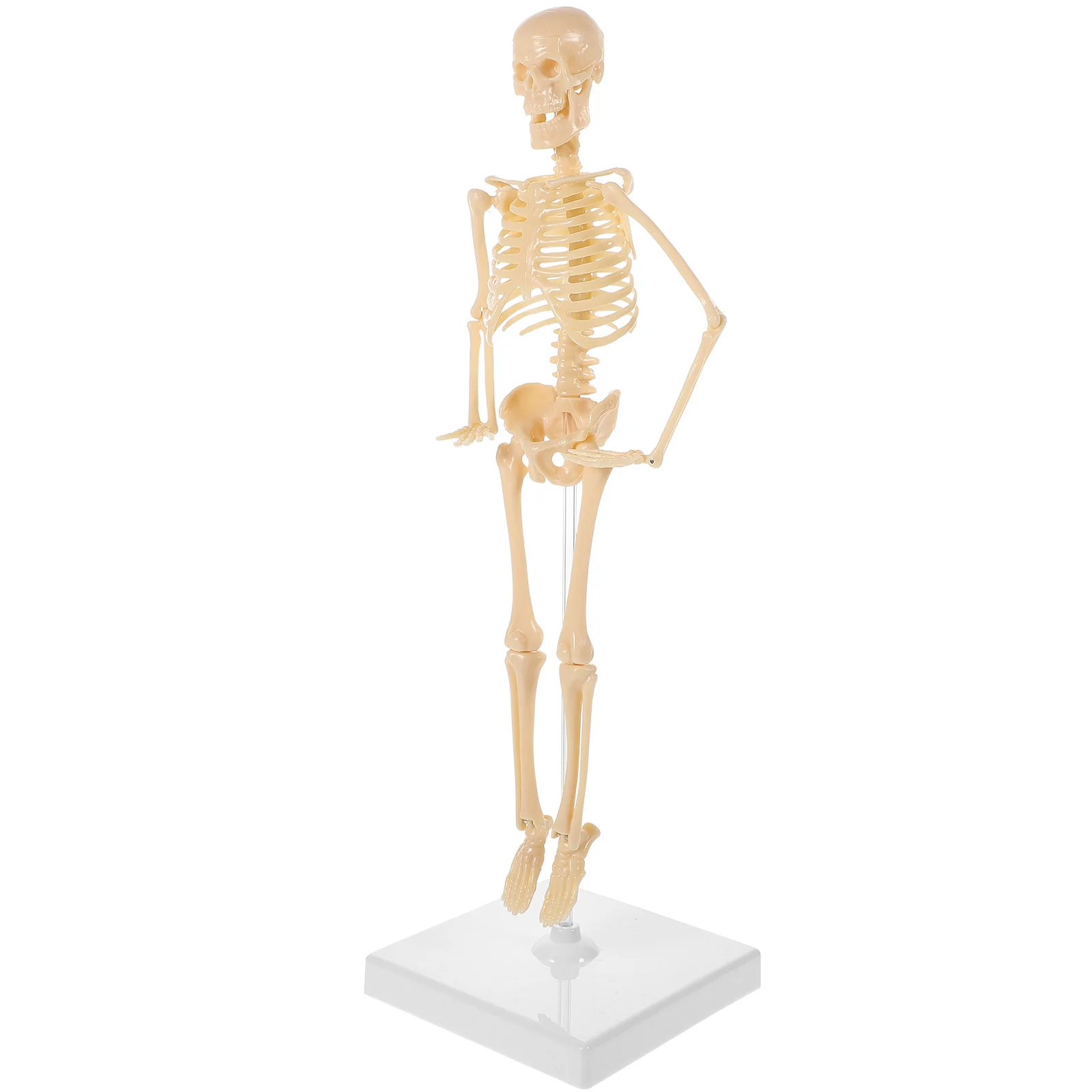 

Poster Human Kids Sports Toys Assembly Manikin Model Childrens Movable