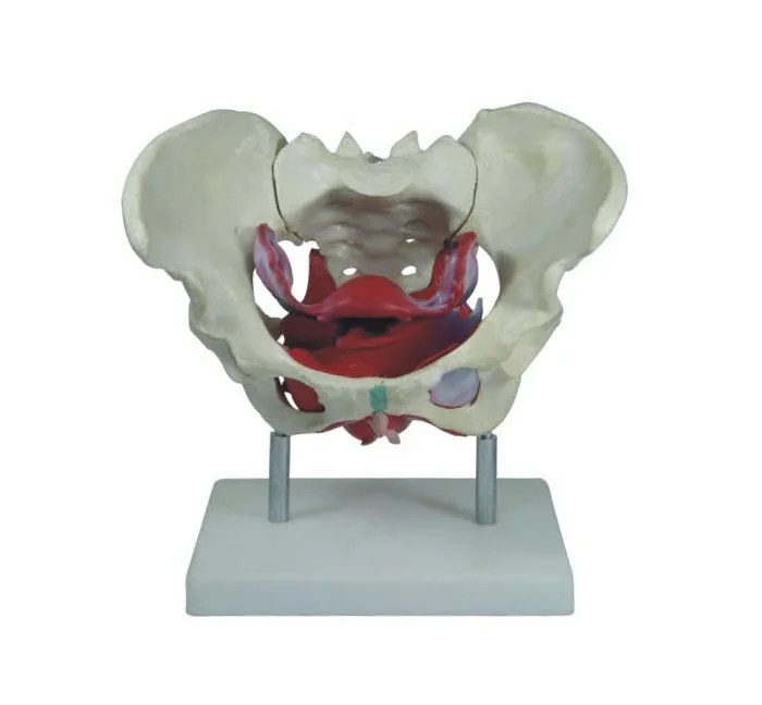 Female Pelvis model with Genital Organs Model