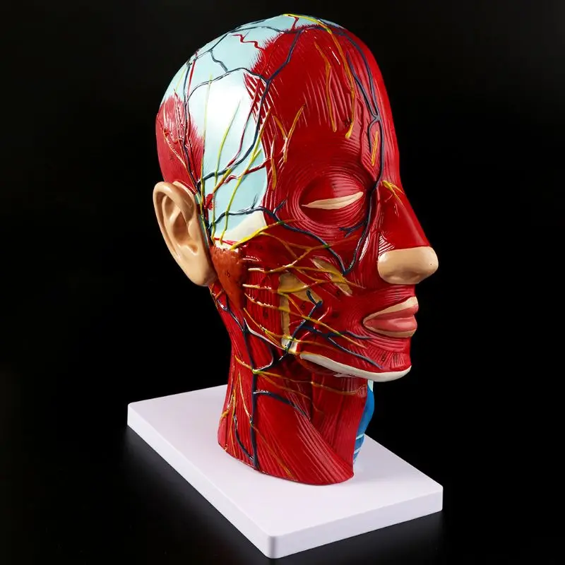 

Human Anatomical Half Head Face Anatomy Medical Brain Neck Median Section Study Model Nerve Blood Vessel For Teaching