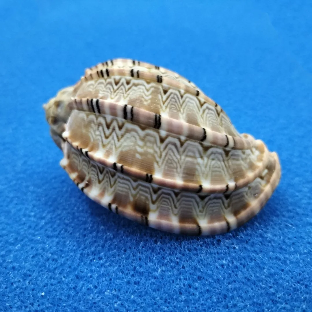 Ракушки из натуральной ракушки 7-9 см