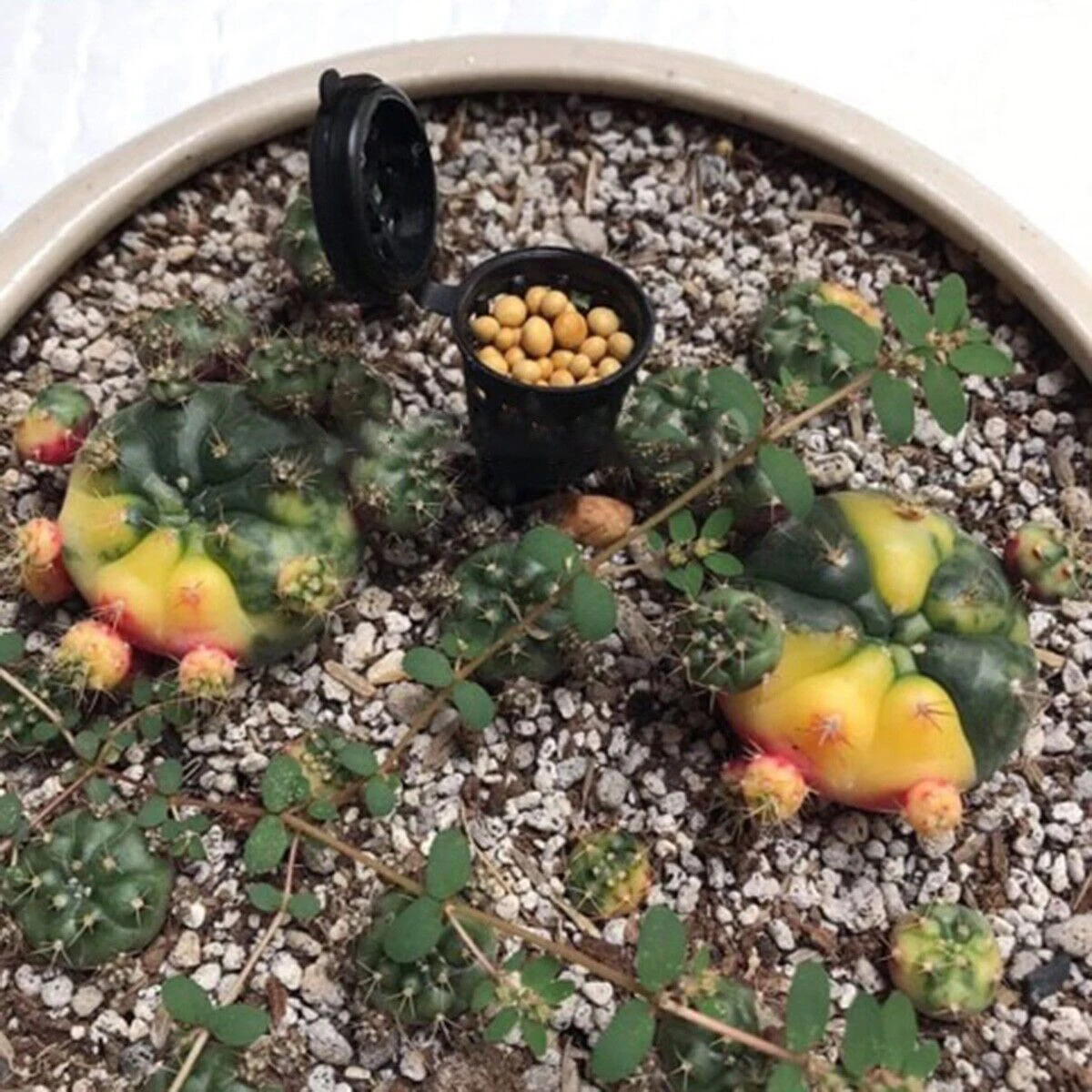 50 шт. новые корзины для удобрений с крышкой орхидея выращивание корня парка