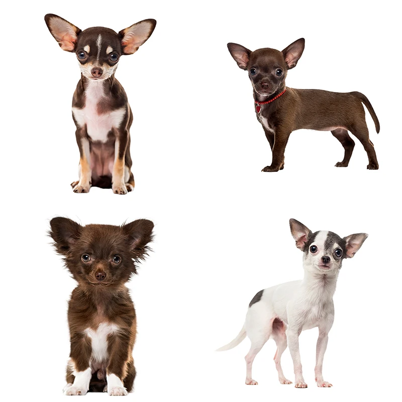 

Три Ratels QC388 HD Пиксельная Милая Чихуахуа Водонепроницаемая наклейка с собакой виниловая автомобильная пленка для автомобиля капота ноутбук...