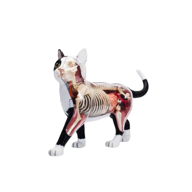 

Модель животного, модель 4D кошки, интеллектуальная сборная игрушка, обучающая модель анатомии, популярные научные приборы «сделай сам»