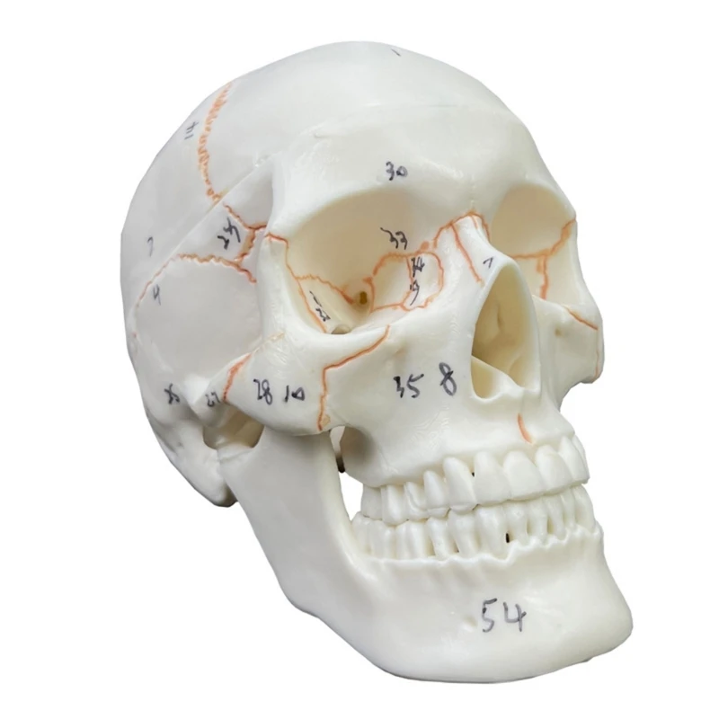 

E9LB Numbered Human Skull Model,Life Size 2 Parts with sutures Painted,54 Labeled Numbered for Medical Students
