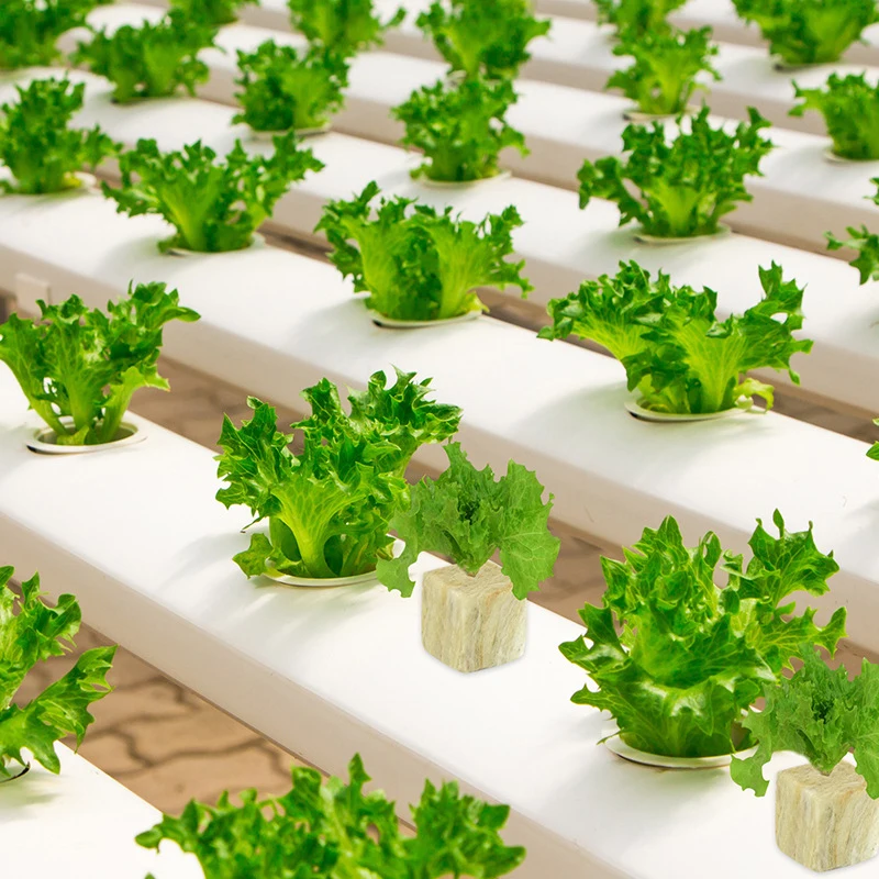 36/50 шт. губки для выращивания растений