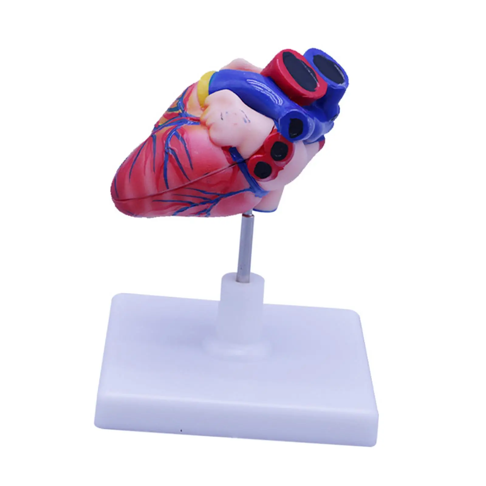 

Human Heart Model Structure with Stand Science Human Heart Structure Model for Research Teaching Cardiac Labs Exhibition Desktop