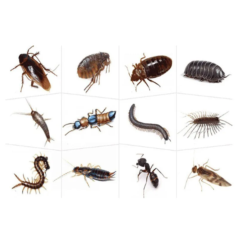 1 шт./бутылка порошок для уничтожения вредителей тараканов |