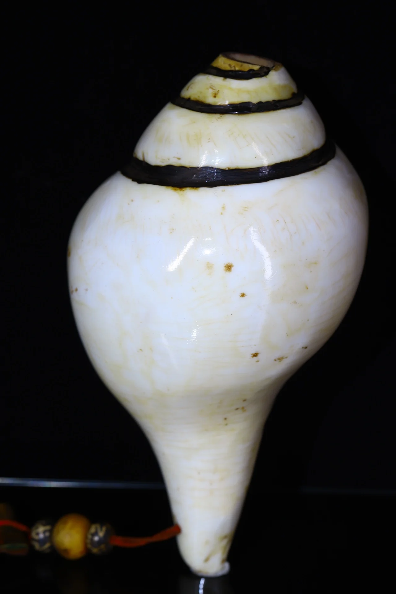 

8"Tibetan Temple Collection Old Natural Conch river snail conch pendant gem horn Buddhist utensils ornament Town house Exorcism