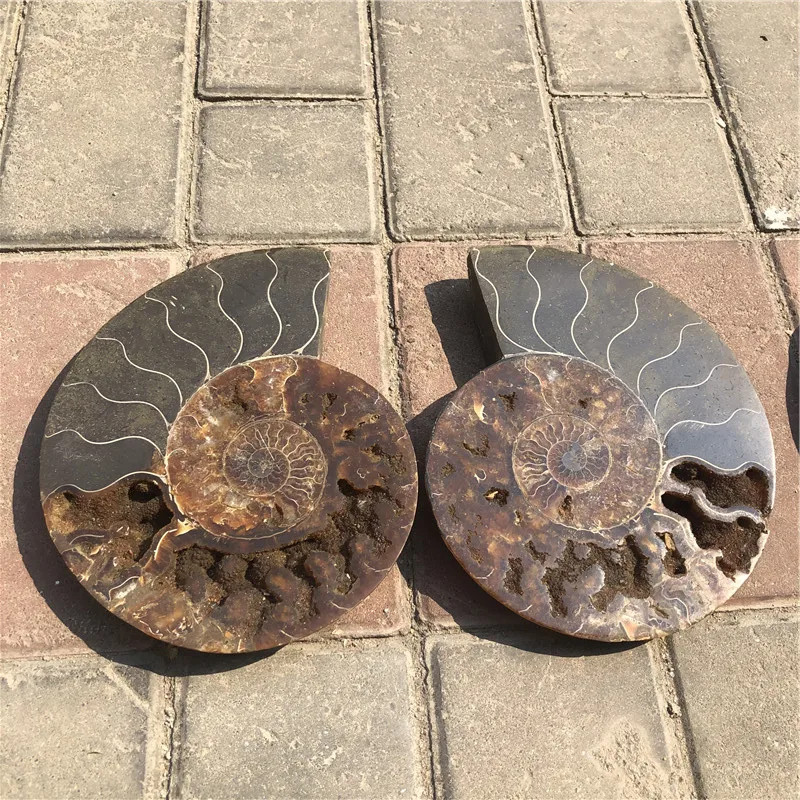 

Высококачественные кусочки мадагаскарского натурального аммонита для украшения дома