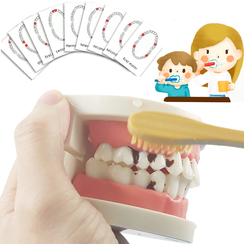

Montessori Practical Life Material Montessori Educational Toy 2 Year Preschool Kids Learning Brushing Toot Fine Motor Skills Toy