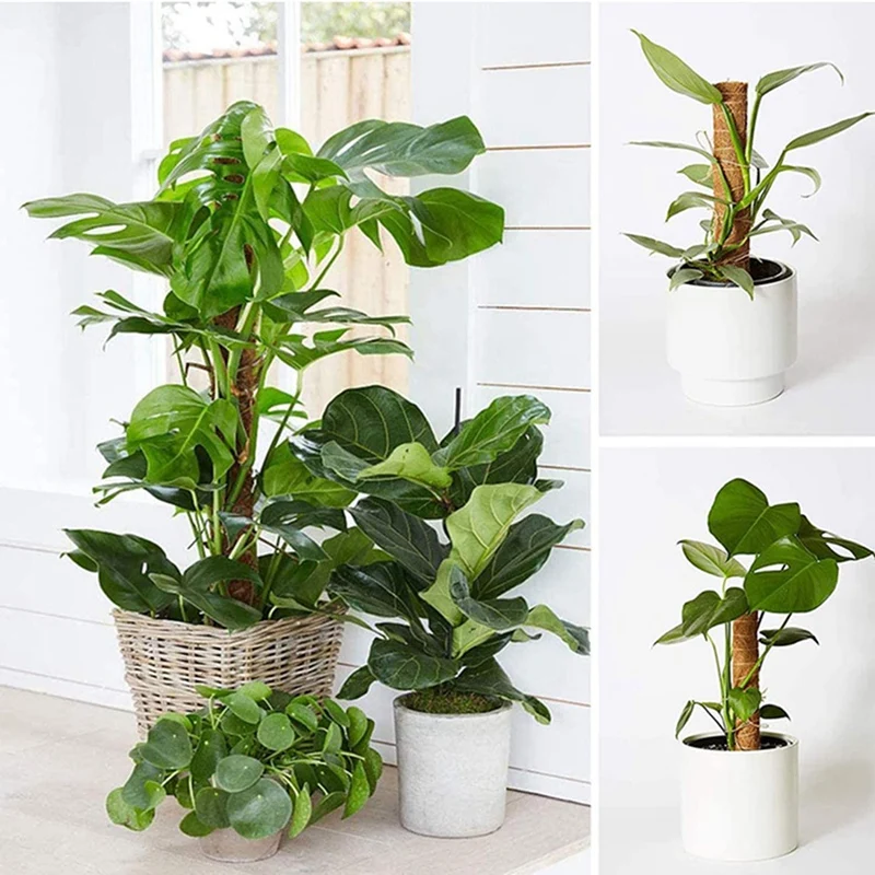 

Moss Poles For Climbing Plants- Coir Moss Pole For Plants Monstera With 2M Jute Strings 10 Pcs Plant Labels