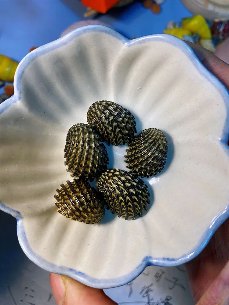 Рельефный раковина около 2 5 см натуральный образец