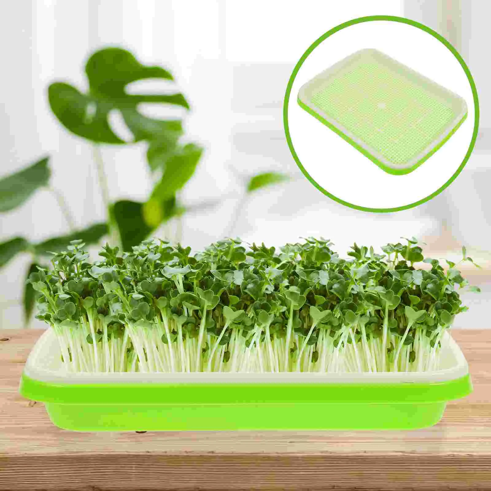 

3 Pcs Germination Tray Sprouting Basin Bean Seeds Sprouts Starter Useful Plastic Raw Material Plate Soilless Trays
