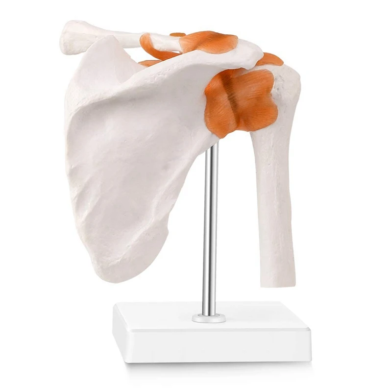 

Anatomical Knee Joint With Ligaments Model, Human 1:1 Life Size, For Science Classroom Study, Display Teaching