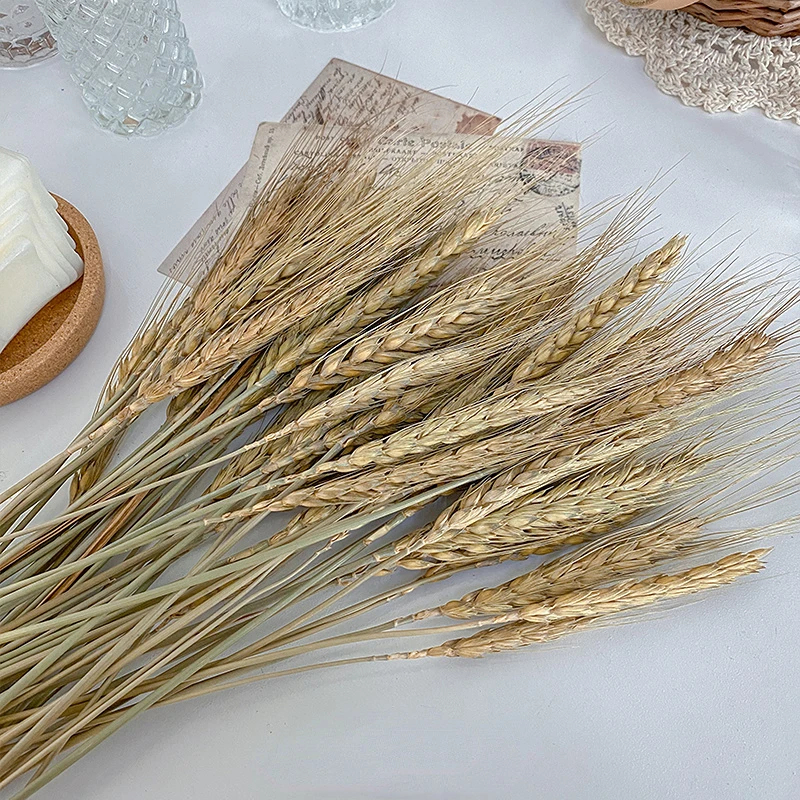 

30Pcs Real Wheat Ear Natural Dried Flowers Fluffy Pampas Grass Table Rabbit Bunny Tail Grass Flowers Decor Boho Home Decoration