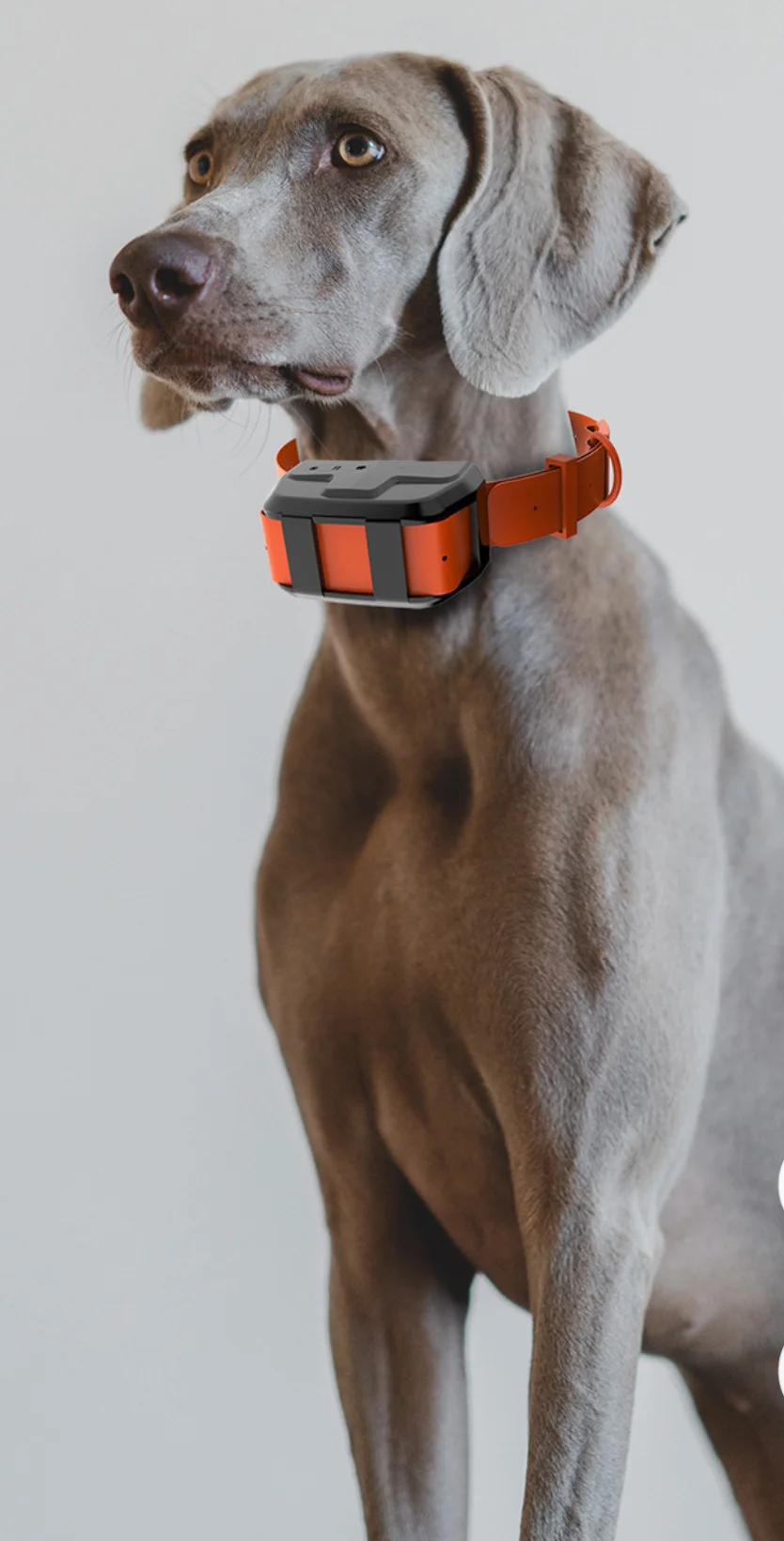 

Водонепроницаемый ошейник-локатор 4G Full Netcom Hound