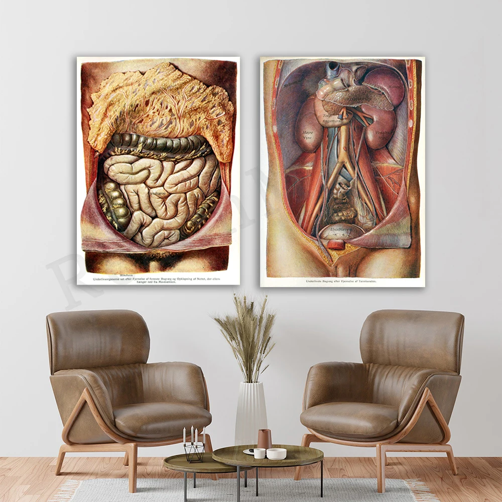 Винтажный анатомический постер мужского живота ReachMani