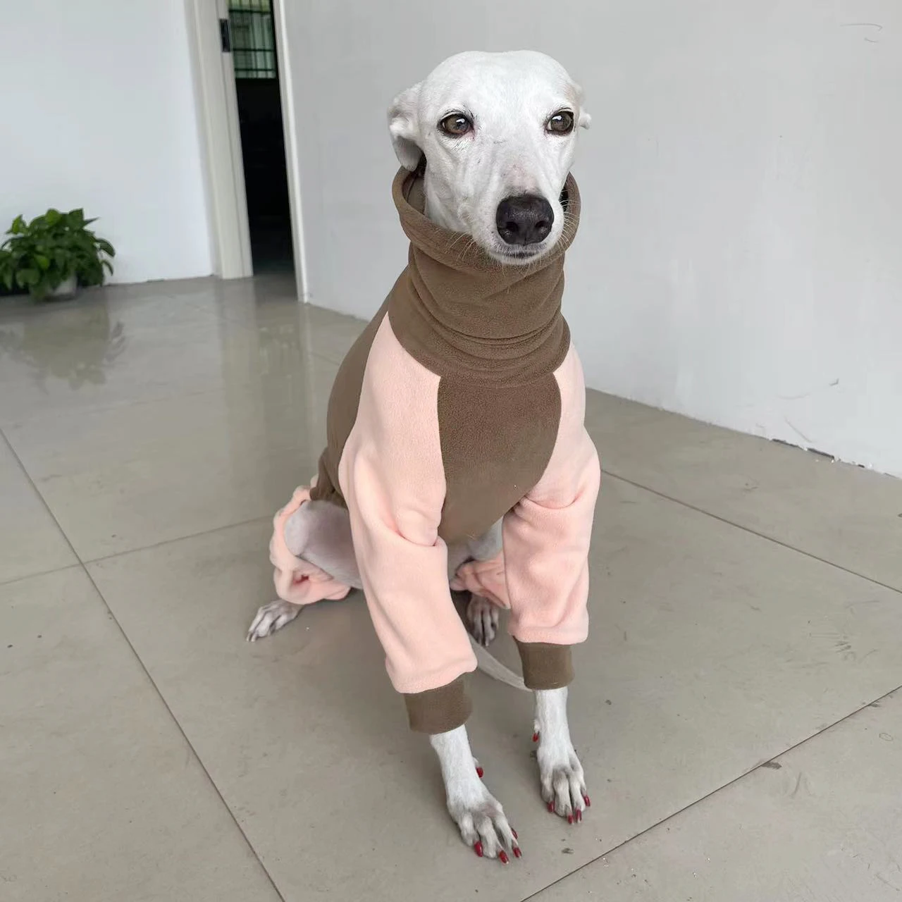 

Italian greyhound winter Ollie velvet warm four-legged coat Whippet color-blocked soft dog clothes