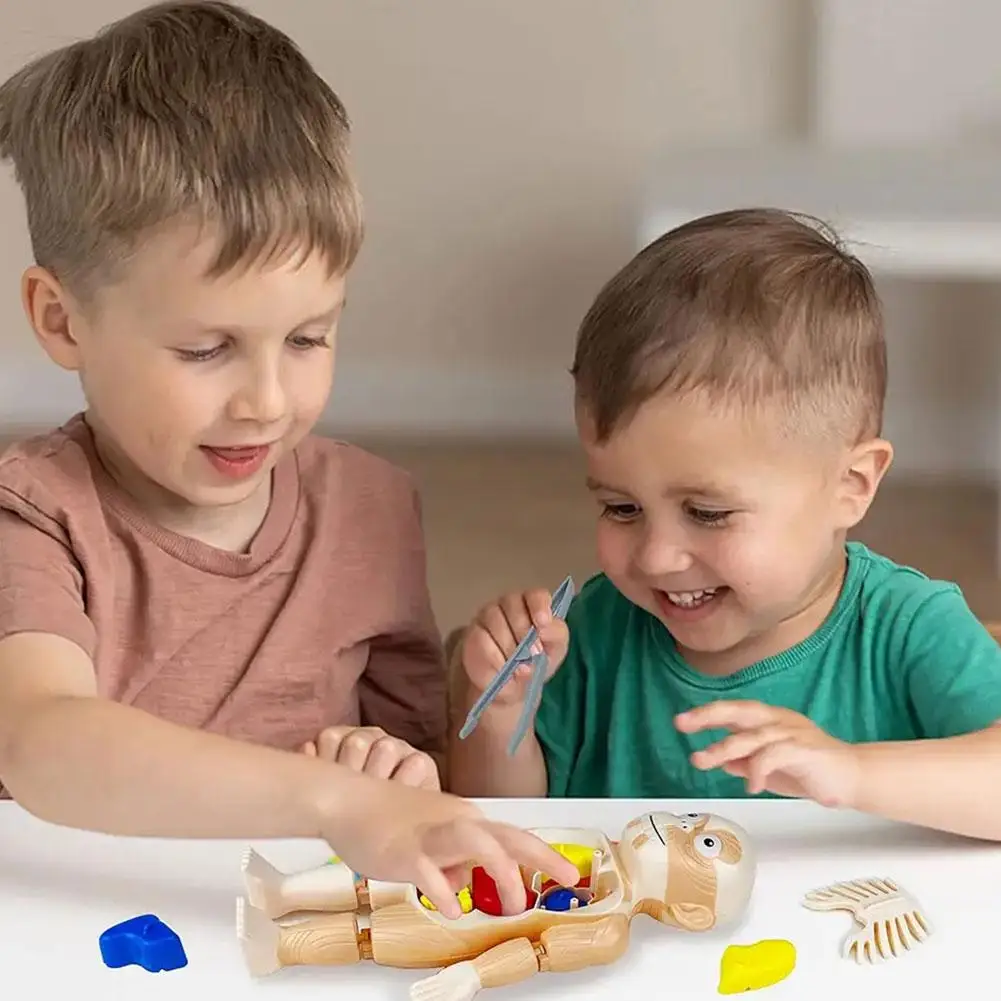 

Модель человеческого тела, имитация внутреннего органа, 3D пазл «сделай сам», игрушечный орган, обучающий тело, Ранняя анатомия, собранный X3Z1