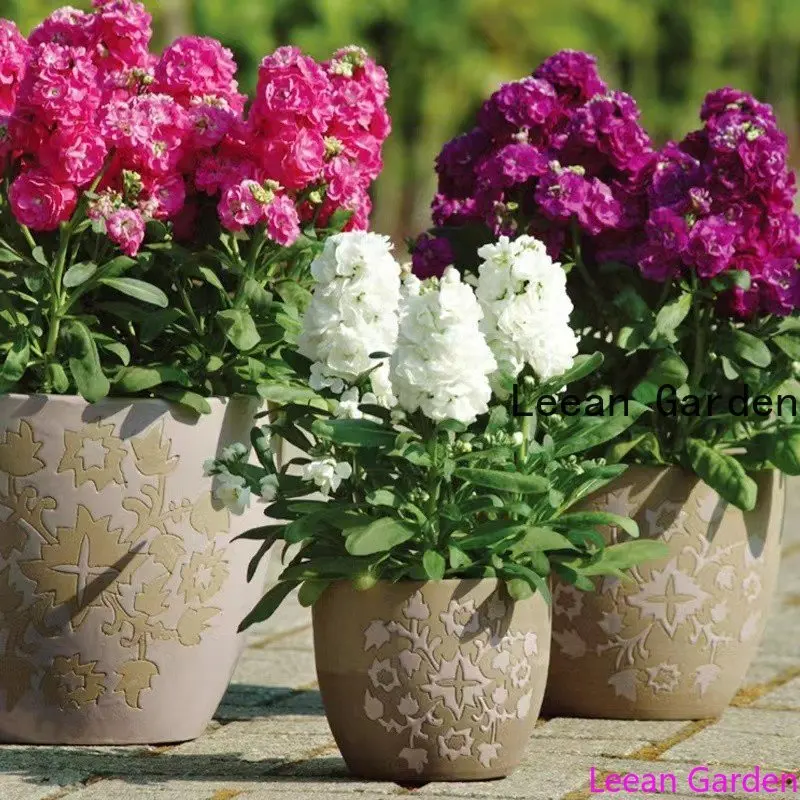 

200pcs violet Four-season flower Fragrant garden plant bonsai decoration fragrance purifies the air