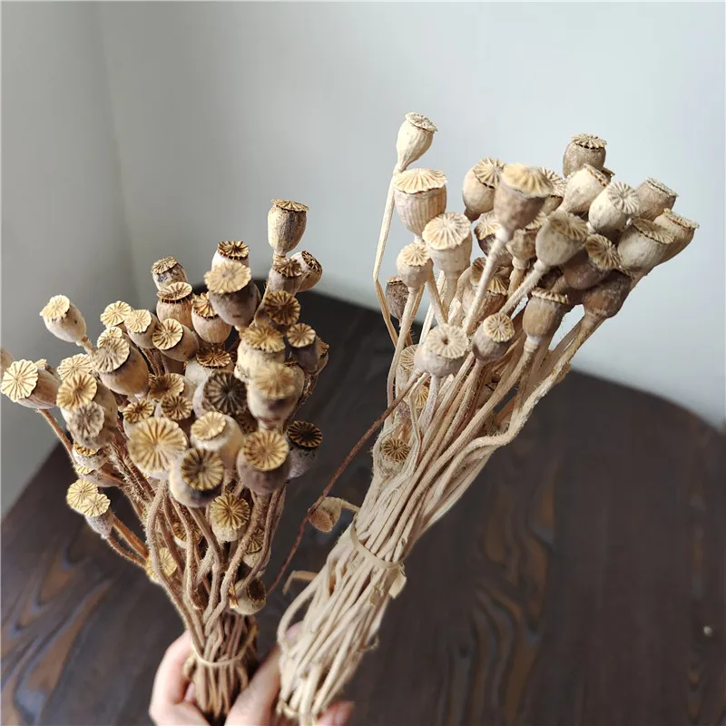 

Dried Flowers And Fruits Plants Wheelnuts Dried Flowers And Fruits Diy Materials Handmade Corsage Headwear Gift Bouquet