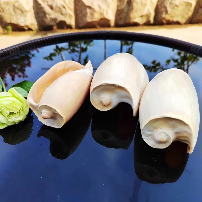 Скрученные натуральные раковины коллекция образцов аквариума ландшафт