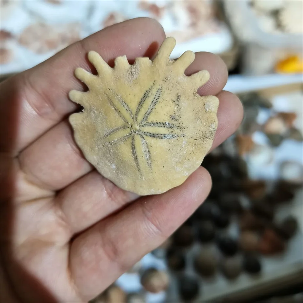 

1pcs Natural Starfish Fossil Mineral Sample Sea Urchin Madagascar Reliquiae Stone Cute Gift Crystals Healing