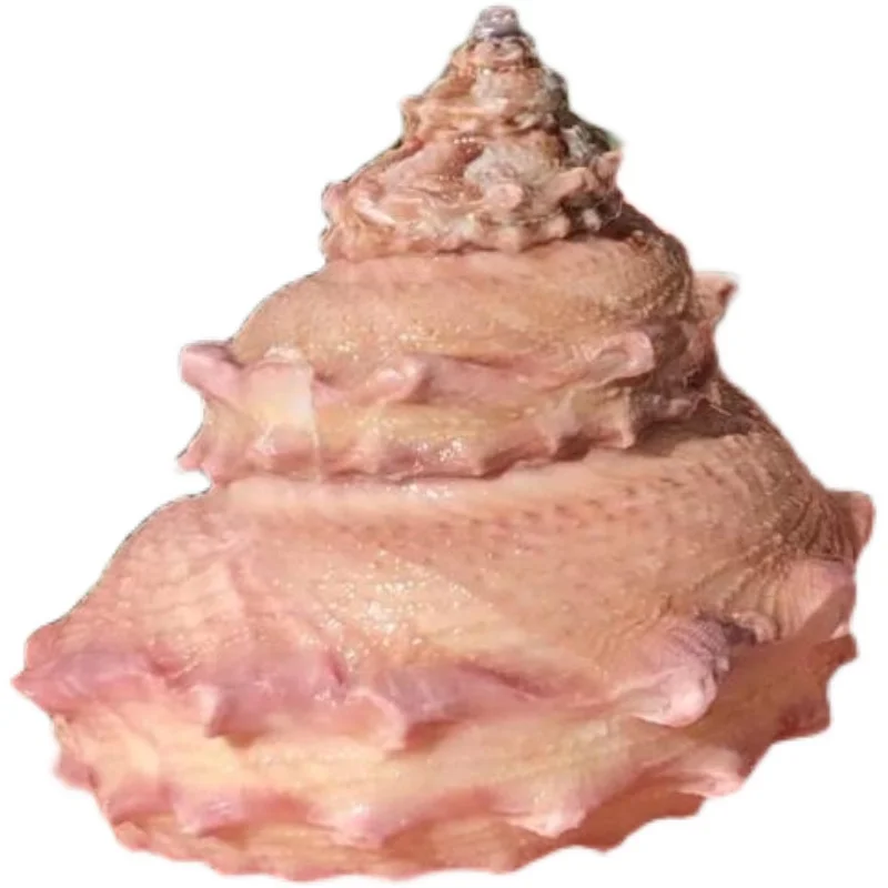 1 шт. сменный рулон раковина для рыбы |