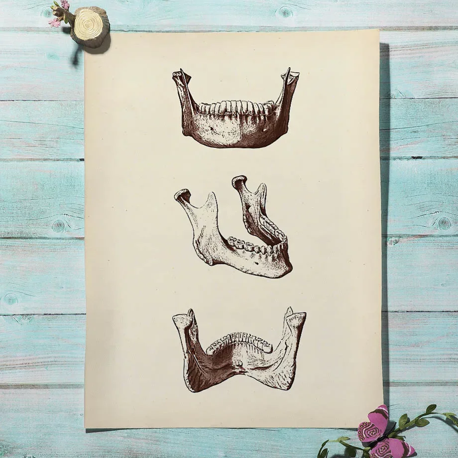 Скандинавские плакаты и печать зубов медицина Скелет абстрактная настенная