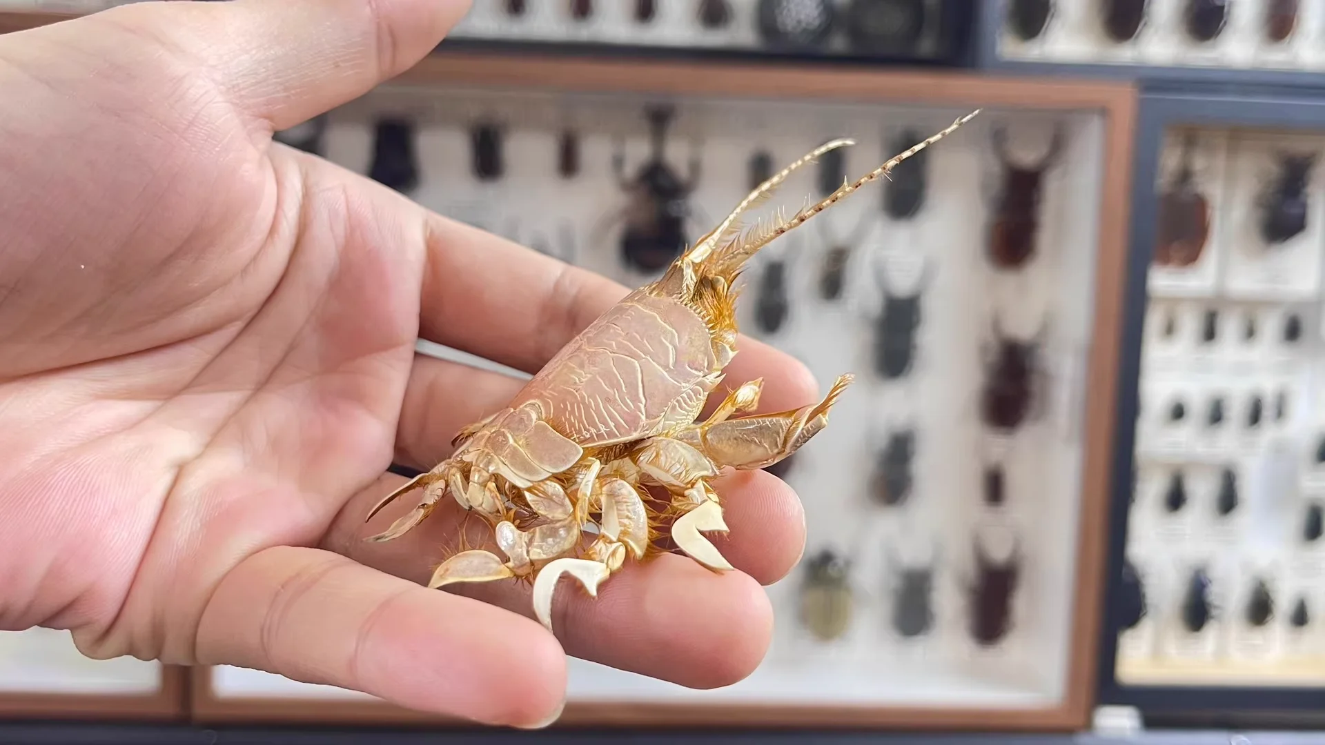 

Коллекционная статуэтка краба Albunea Symnista