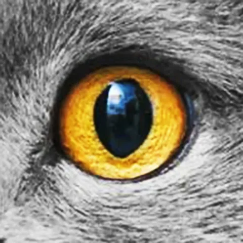 Стеклянные кабошоны глаза животных набор