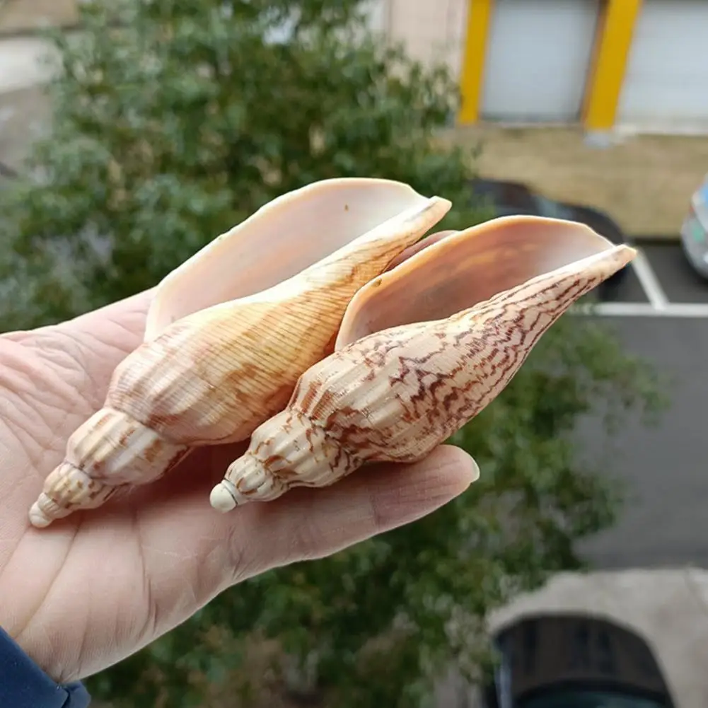 

1Pc Krab Vervanging Shell Decoratie Aquarium Aquarium Schelpen Landschap Natuurlijke Decor Specimen Coquillage Conch Strand V3D7