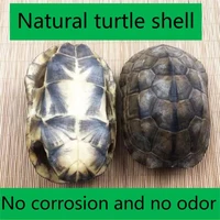 1pcs natural animal complete fidelity oracle tortoise shell texture clear home decoration