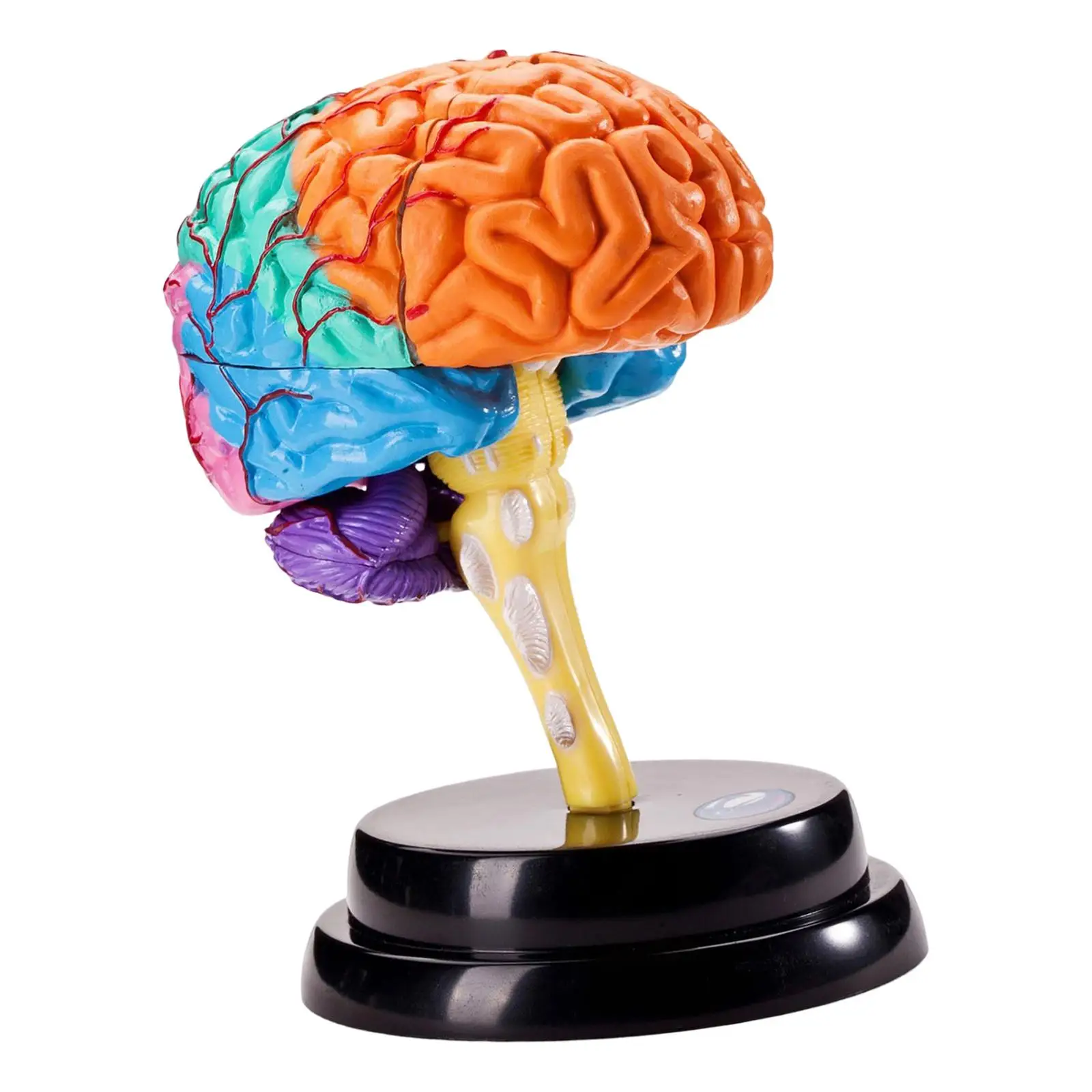 

Model for Student Learning Biology Learning Toy Science