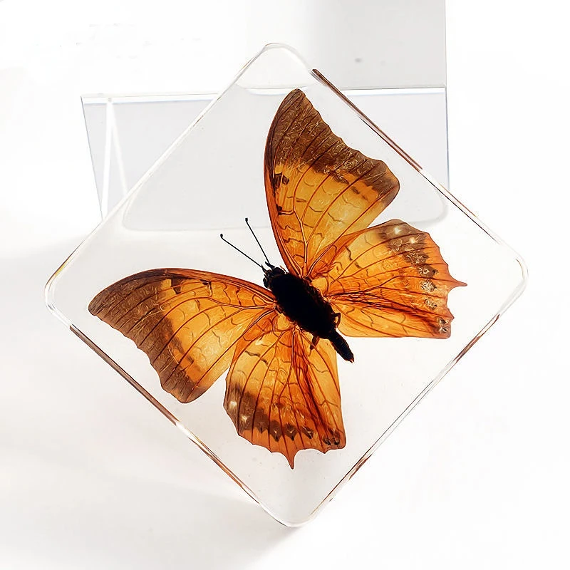 

Butterfly Specimen Real Insect Resin Amber Ornament Home Decoration Office Desk Accessories Ornament Gift Children Resin Charms