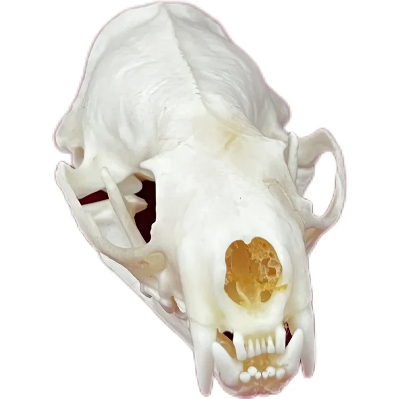 1 шт. натуральный образец черепа из норки натуральной украшение для офиса бара