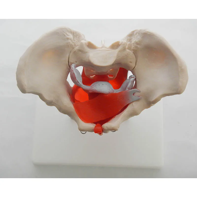 Anatomy Female Pelvis Model with Muscles And Organs