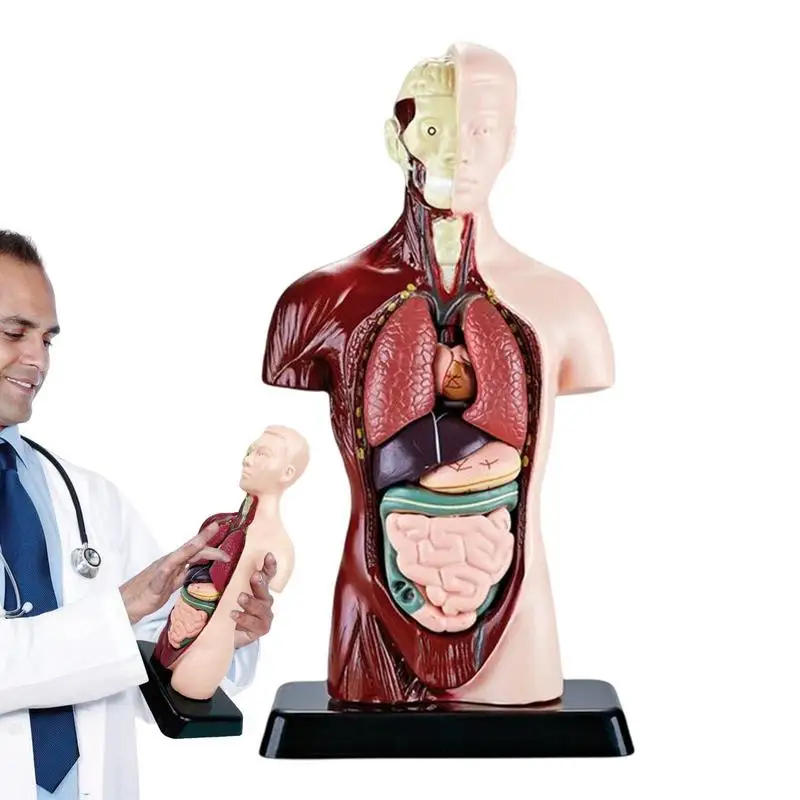

Medicals Torso Human Body Model 6 Removable Parts Education Organs Model Medicals Torso For School Teaching Anatomical Study And