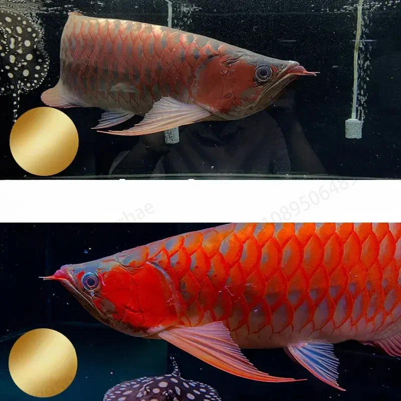 Arowana осветляет красоту и ланьшу кои рыба попугай Лохан аквариум специальная