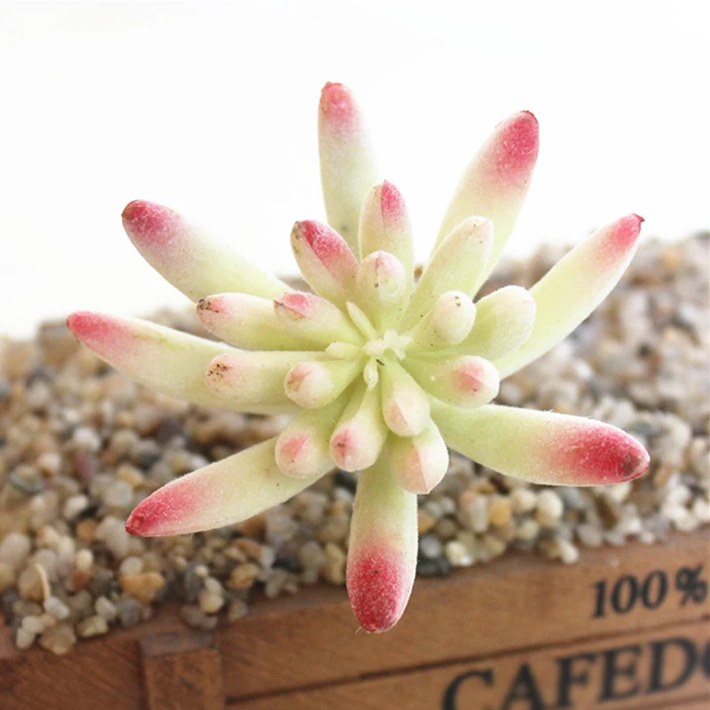 

1 Piece Artificial Plant PVC Planting PV Velvet Material Succulent Plant Cactus Echeveria Flower Home Office Decor Gift Craft