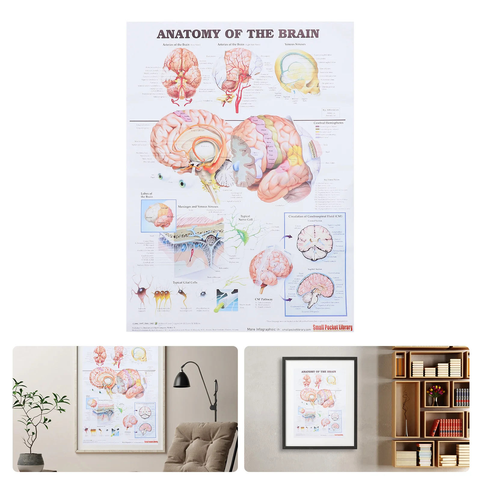 

Постер анализа, офисные плакаты, медицинская анатомическая стена, картина человеческого мозга, холст