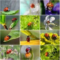 full square round drill diamond painting ladybug flowers insect diamond embroidery 5d diy mosaic home decor handicrafts kits