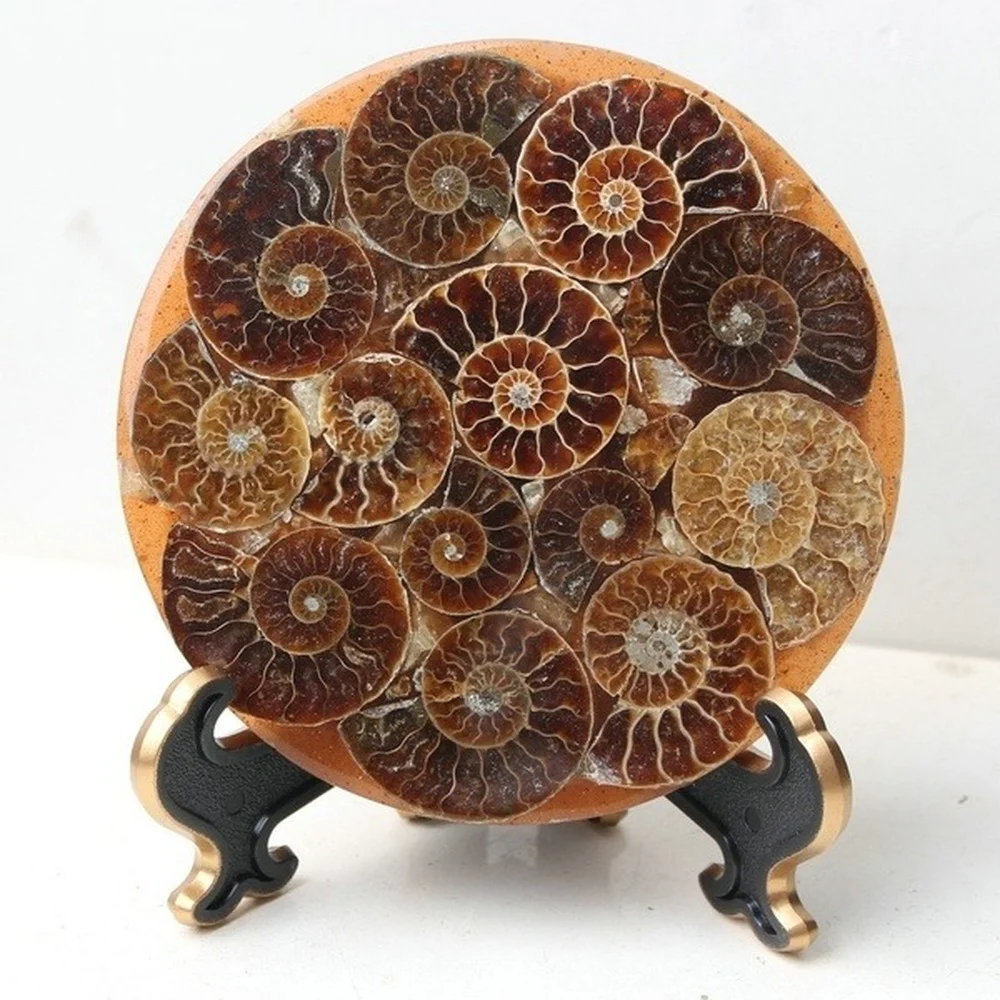 New Product! 1PcsSplit Ammonite Aggregation Fossil Specimen+Free Stand  150mm-160mm