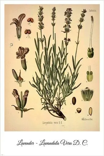 

Lavender Vintage Botanical Floral Illustration Print Art Canvas Poster For Living Room Decor Home Wall Picture