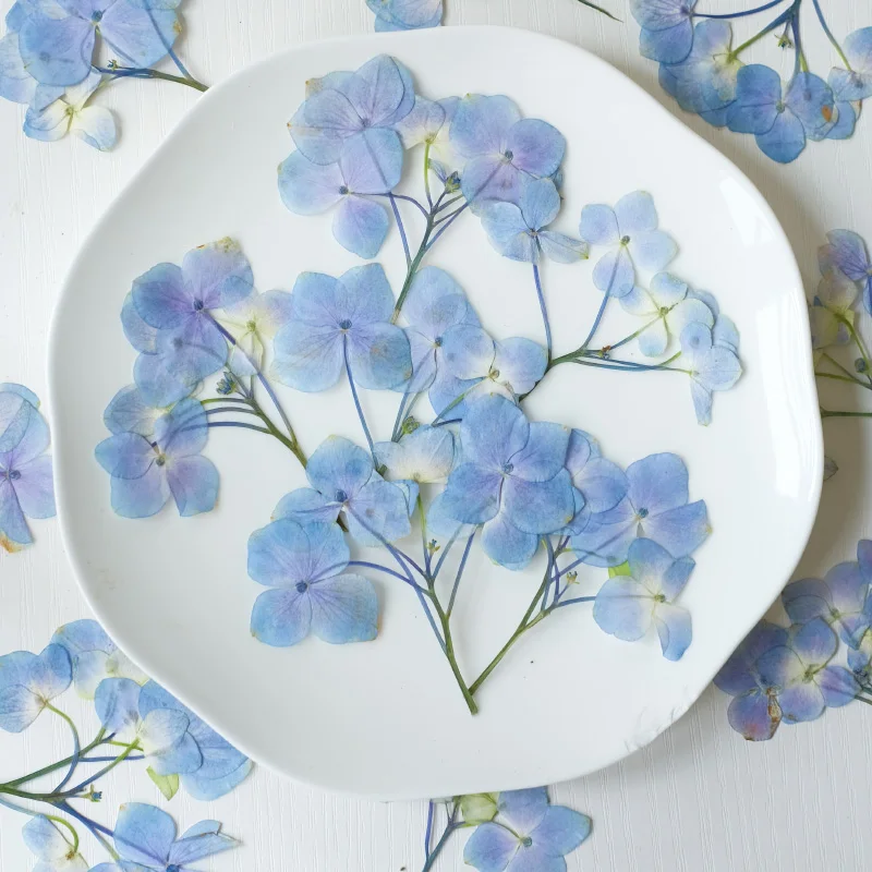 6-9 см/12 шт. прессованные гортензии сушеные цветы сделай сам настоящие листья