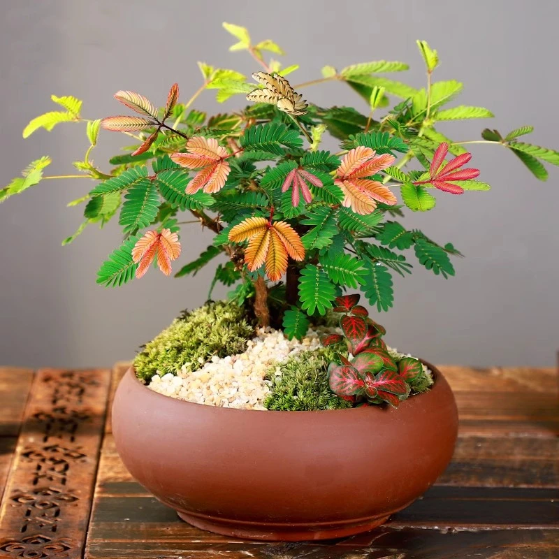 

Colorful Mimosa Pudica Fragrant Flowers 30Pcs