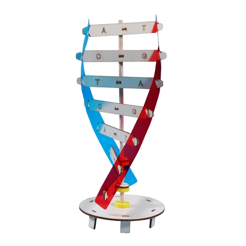 

Human Genes Learning Toy DNA Helix Model Aid Biologic Science Models DNAs Model Rotating Human Double Helix Model Kits