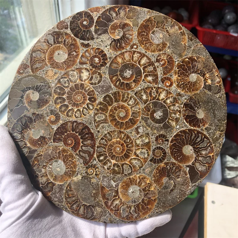 

420g High Quality Madagascar Natural Ammonite Conch Slices For Home Decoration