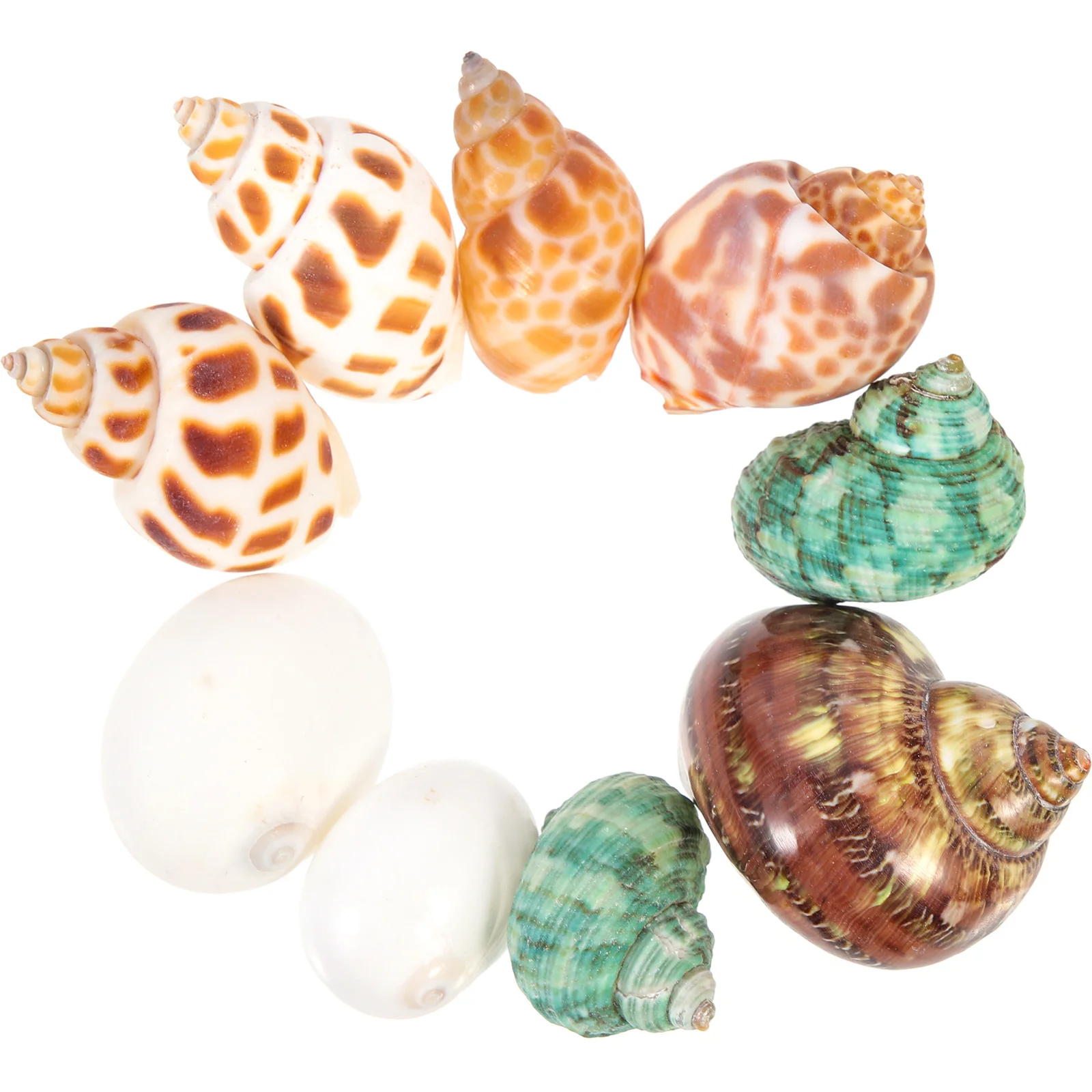 

Hermit Conch Crab Shells Fish Tank Natural Shell Aquarium Ocean Seashell Large Jumbo Ornament House Decoration Collectors
